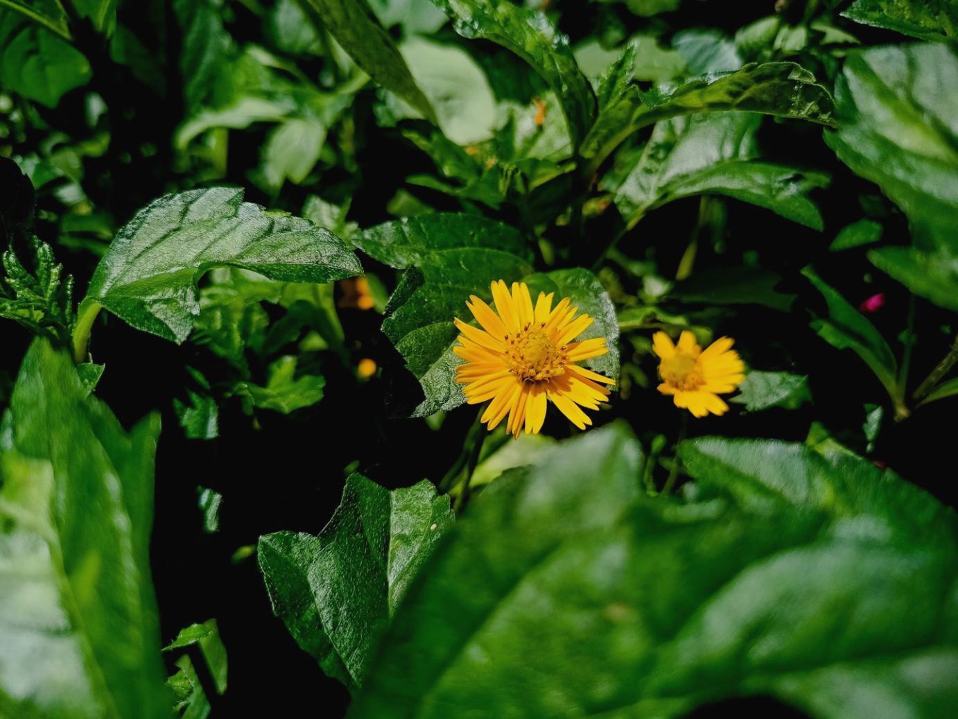 Professional floral arrangement demonstrating Sovexo's expertise and quality